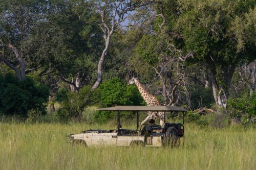 South Africa and Botswana Safari