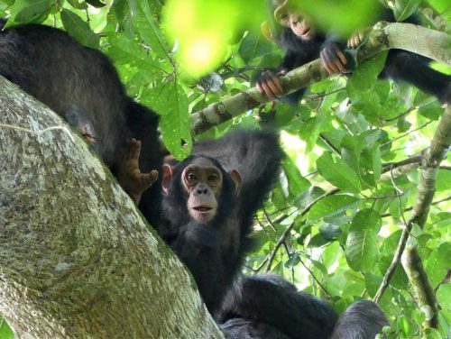 Classic Uganda Gorilla Safari
