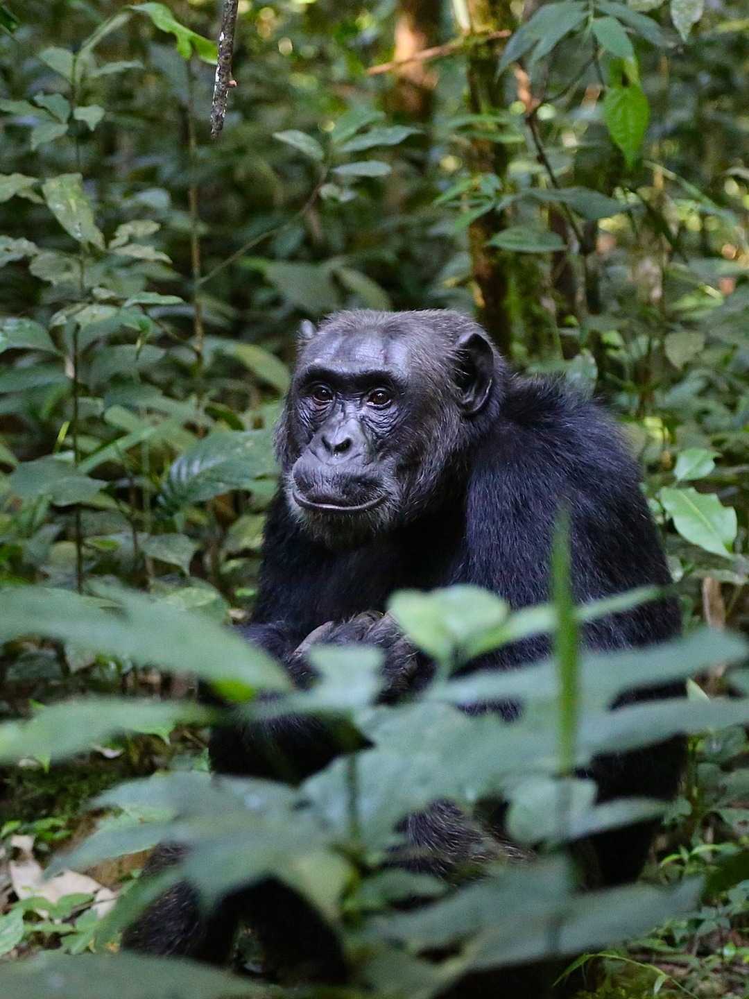 Uganda