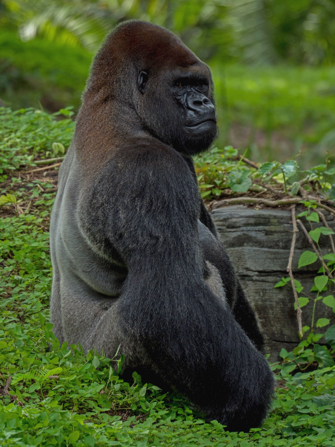 Rwanda