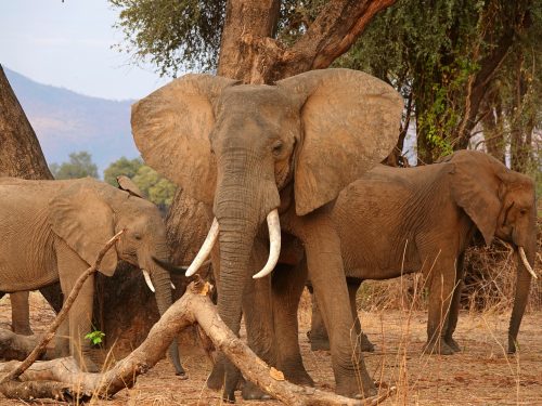 Best of Zambia