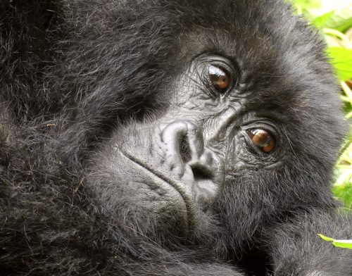 Uganda Gorilla Trekking Extension