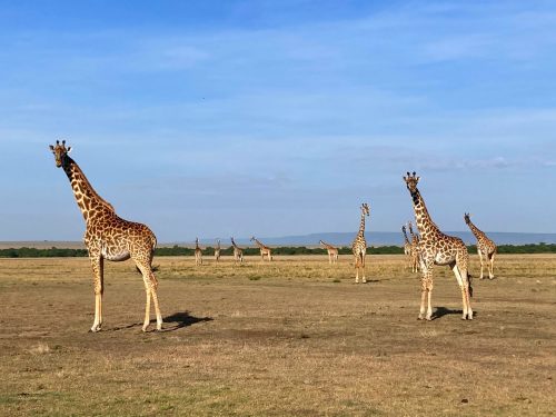 Classic Kenya Safari