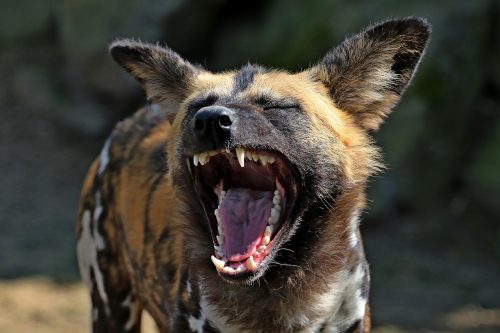 South Luangwa and Lower Zambezi Safari