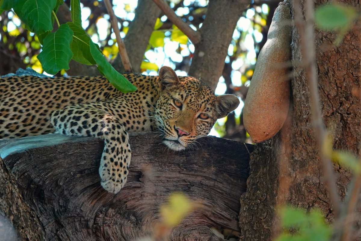 Best of Zambia