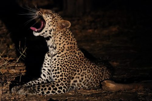 South Luangwa and Lower Zambezi Safari