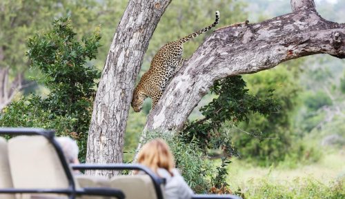 Luxury South Africa Safari