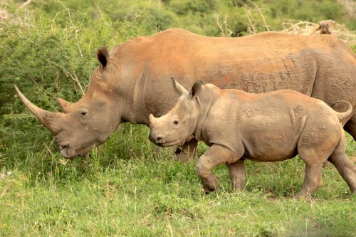 Malaria-Free Family Safari