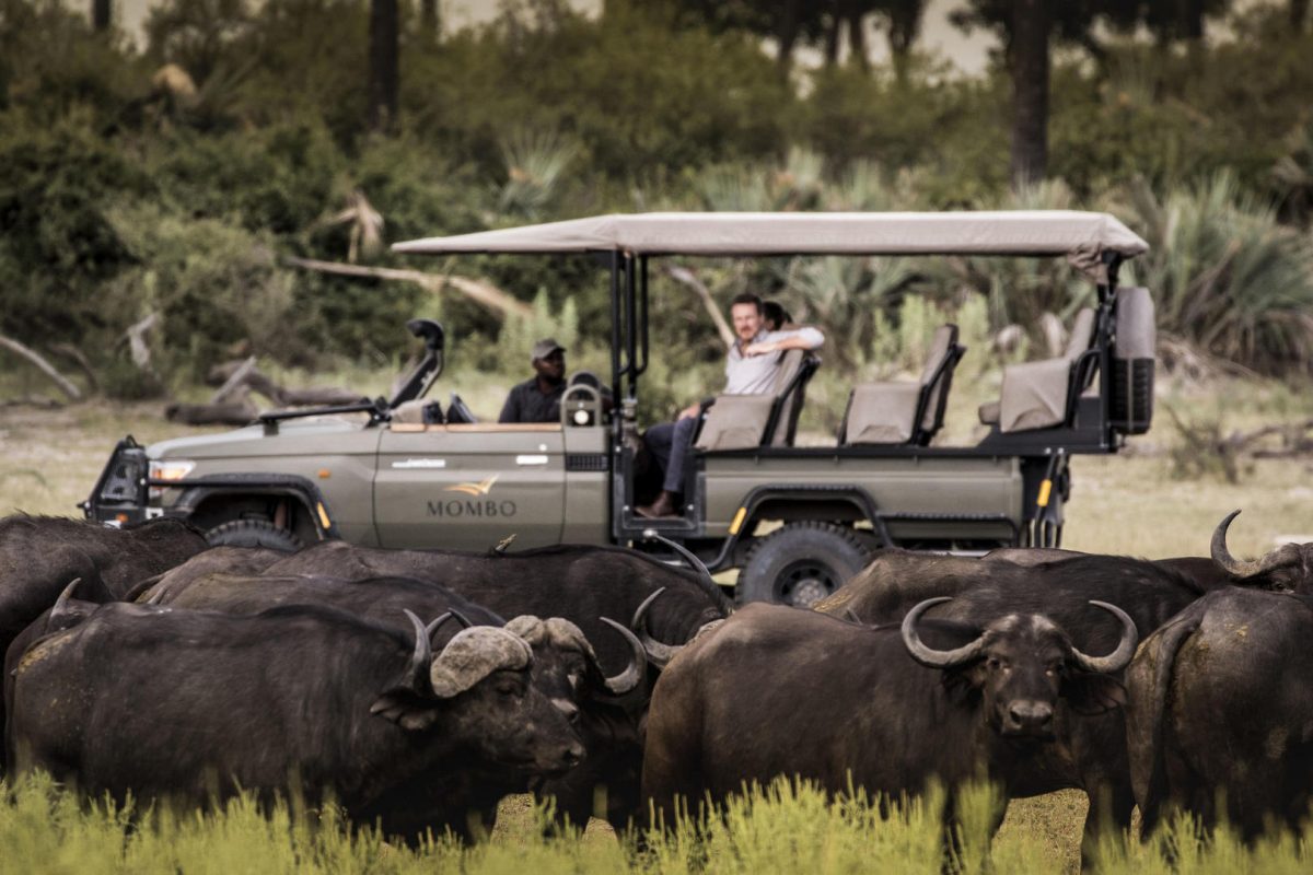 Luxury Okavango Delta Safari