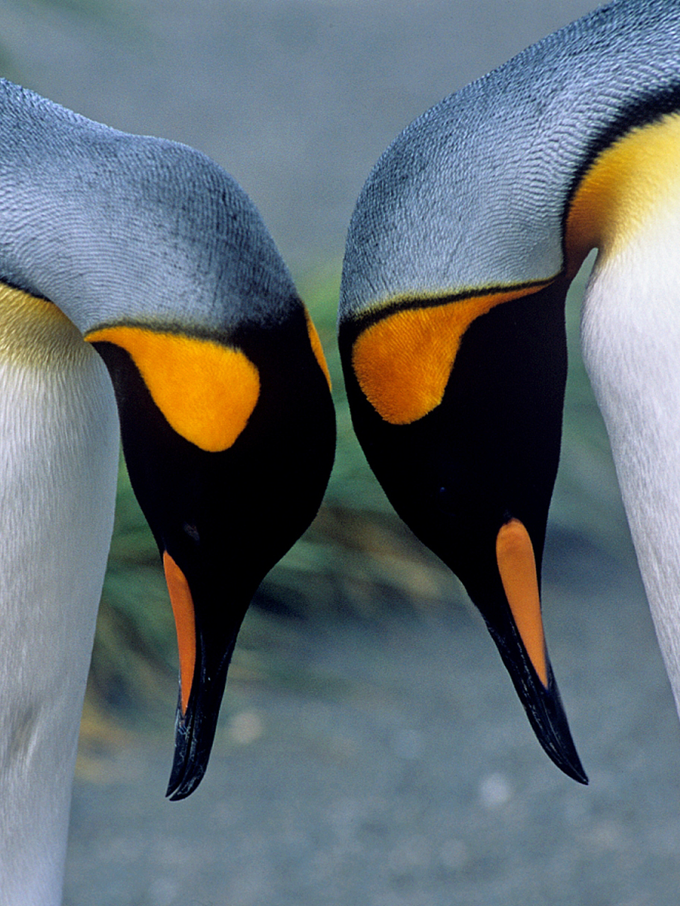 Antarctica