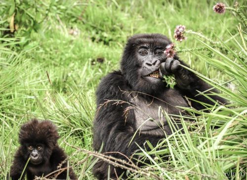 Rwanda Chimpanzee and Gorilla Safari