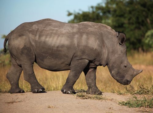 Cape Town and Kruger