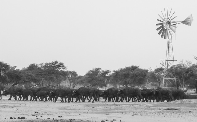 Black and white image of a herd of buffalo near a windmill in Hwange National park