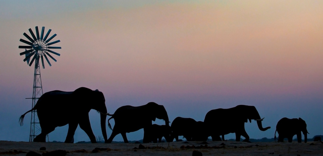 A herd of elephants walking near a windmill at sunset