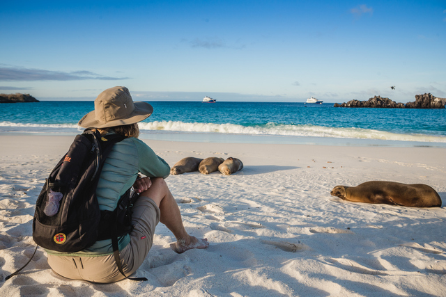 A woman watching Galapgos sea lions on the beach in the Galapgos Islands
