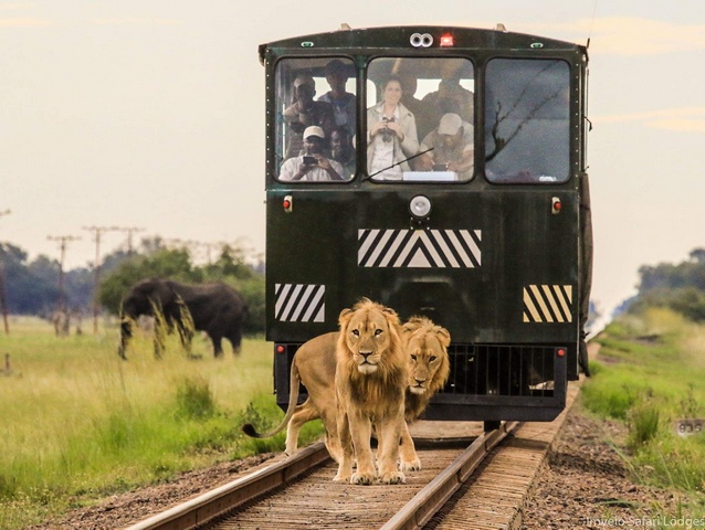 The Elephant Express safari rail car is stopped on the train tracks as two lions block the way, with an elephant in the background