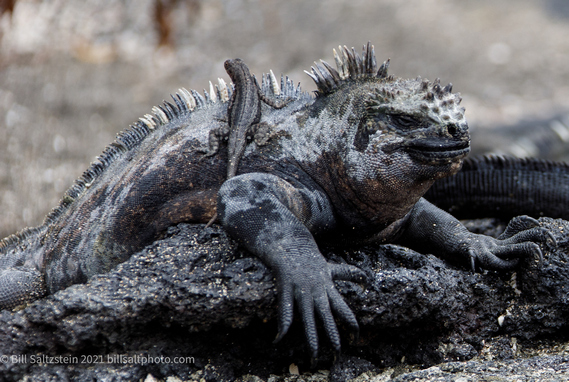 Galapagos marine iguana with a lizard on top of it