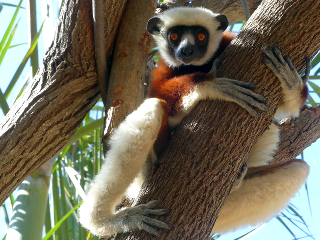 Coquerel's sifaka in a tree at Anjajavy Reserve, Madagascar