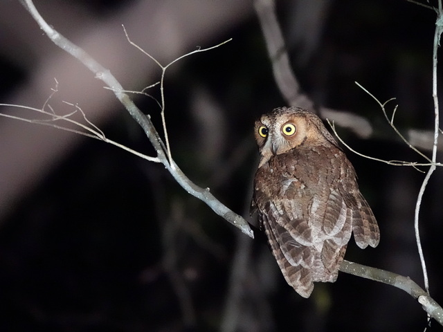 An owl peering out into the night while on a night walk at Anjajavy Le Lodge, Madagascar