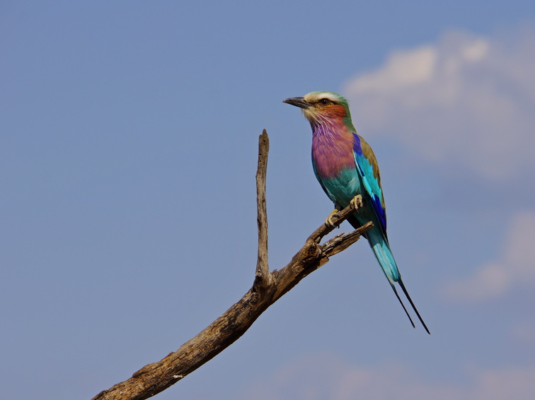 A colorful lilac-breasted roller perched on a tree branch against a blue sky with puffy clouds