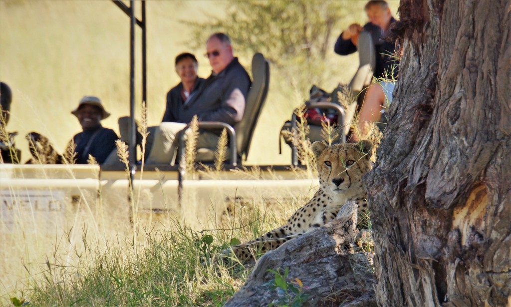 Guests view a cheetah from an open-air vehicle while on safari in hwange national park zimbabwe
