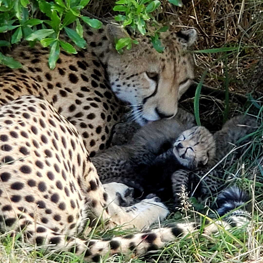 A mother cheetah grooming her newborn cheetah cub