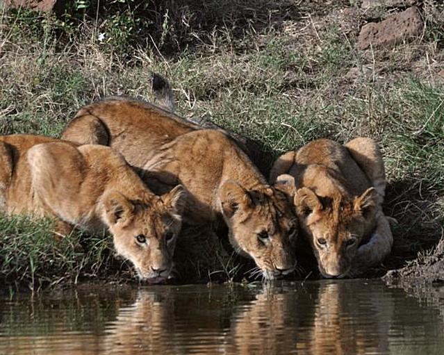Three lioness drinking water next to each other at a water hole near Rekero camp, maasai mara, kenya