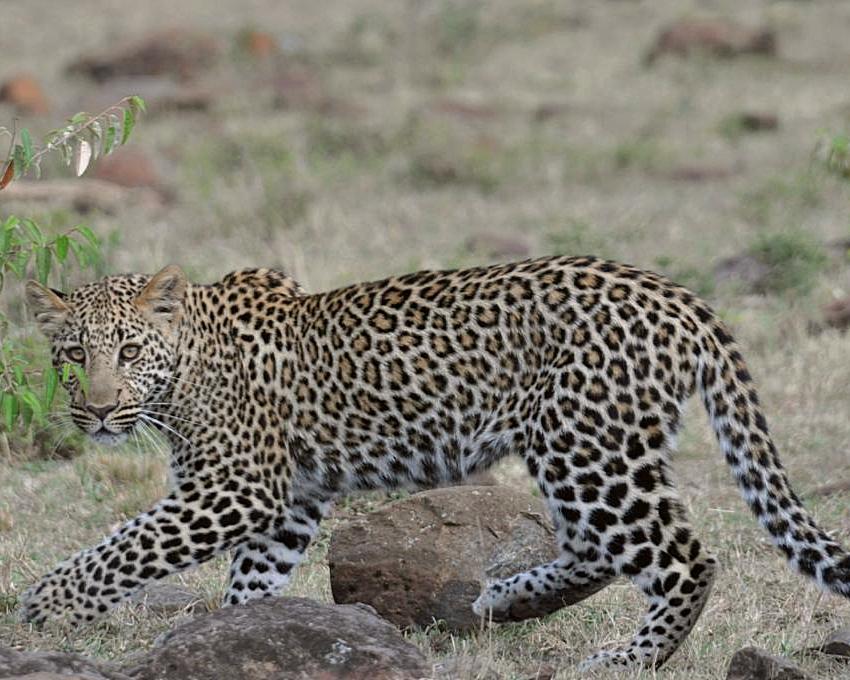 A large leopard looking right at the camera in the maasai mara