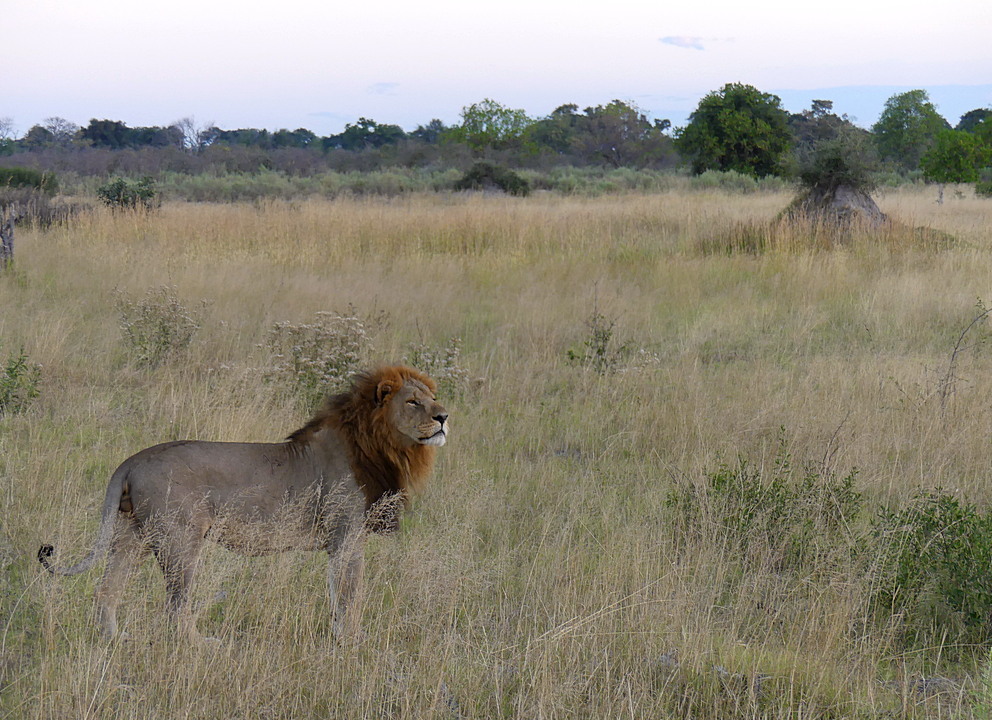 A male lion in grassy plains in the okavango delta botswana