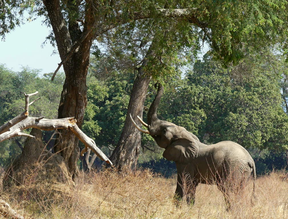 An elephant lifts its trunk skyward while browsing leaves up high in a tree in zimbabwe