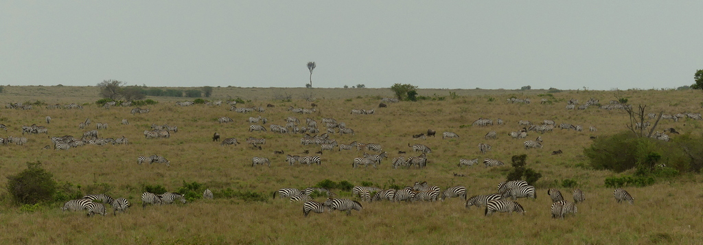 hundreds of zebras, part of the Great Migration, dot the grassy landscape of the Serengeti