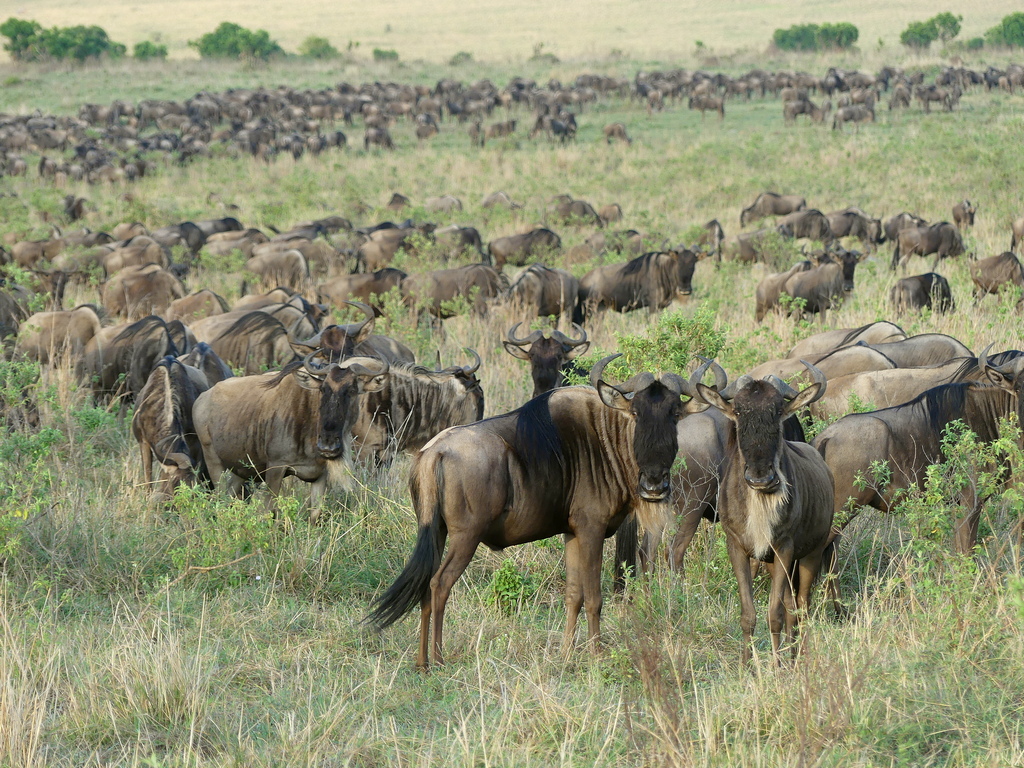 herds of wildebeest grazing in the great migration maasai mara