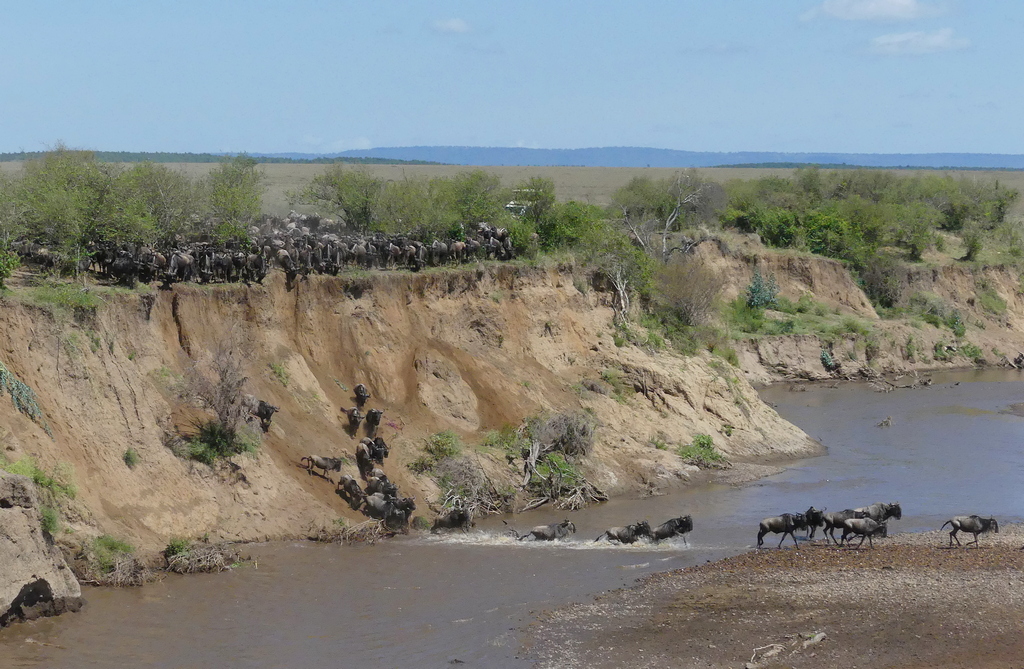 wildebeest crossing the mara river during the great migration