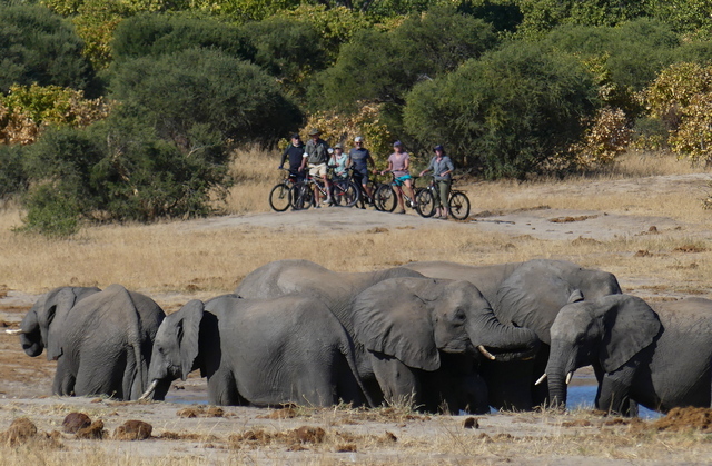 A small group of safari-goers stop on their mountain bikes to enjoy watching a herd of elephants drink and bathe in Hwange National Park