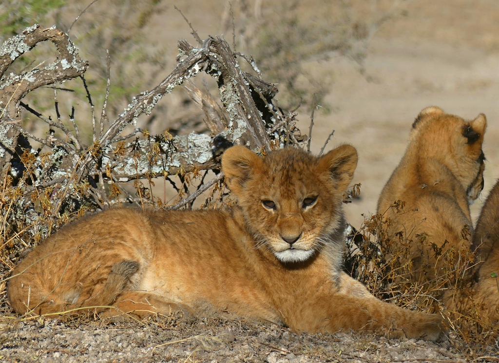 An adorable, fuzzy lion cub in the Serengeti, Tanzania