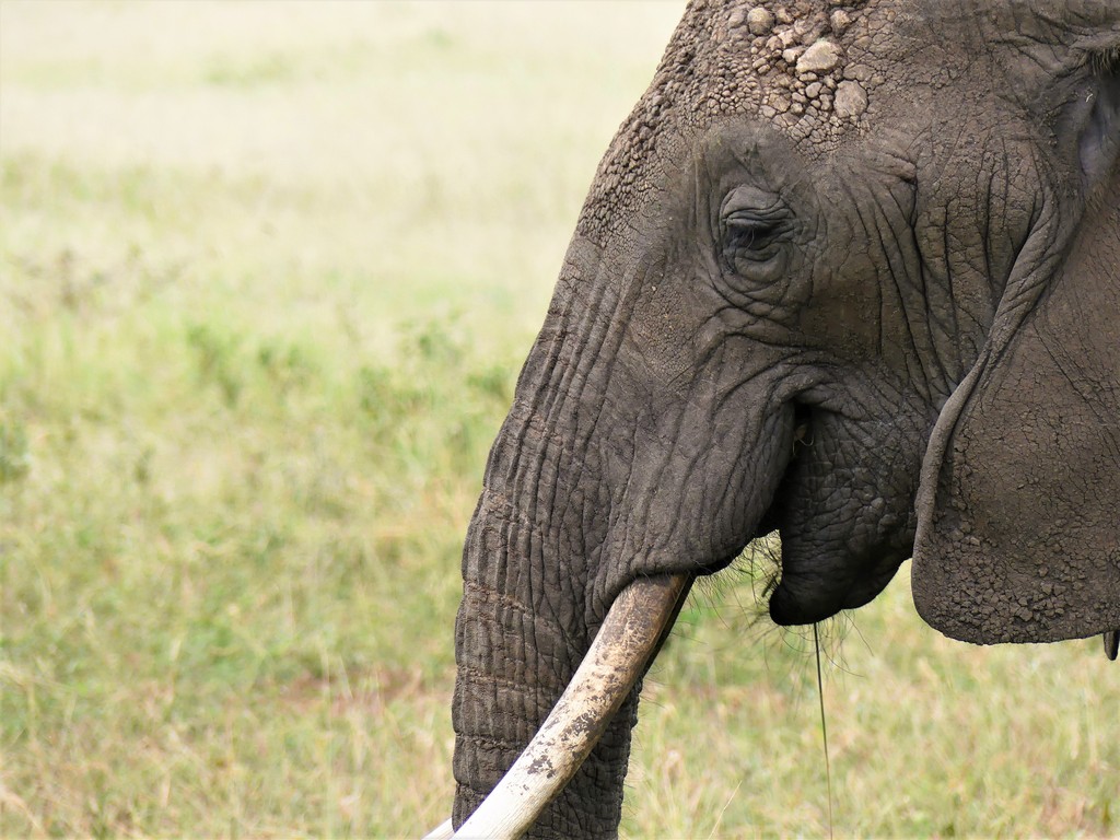 Closeup of an elephant in Tarangire National Park, tanzania