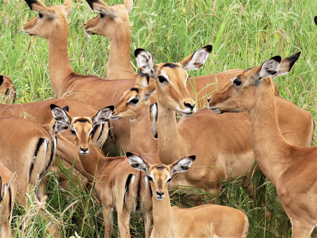 herd of impala in Tarangire National Park Tanzania