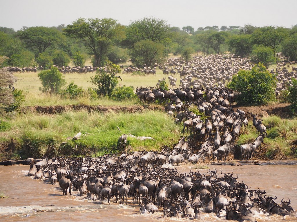 wildebeest crossing mara river Maasai Mara great migration safari
