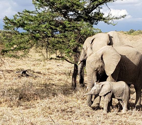 Two adult elephants standing next to a tiny baby elephant with its trunk in the air in the maasai mara kenya