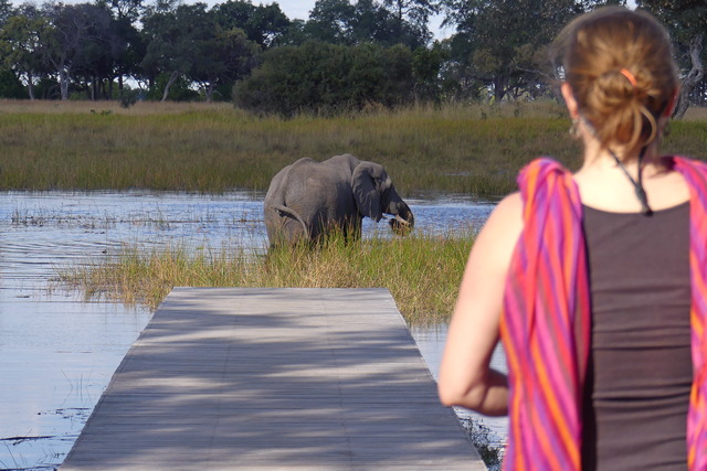 A woman watching an elephant grazing on grass in the waters of the Okavango Delta