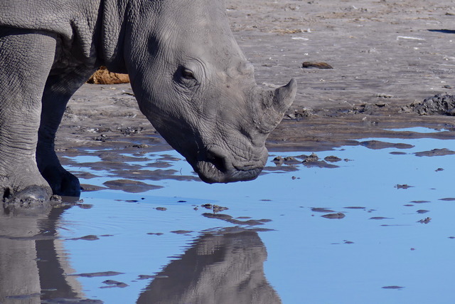 A de-horned white rhino drinking at a water hole in the Okavango Delta Botswana