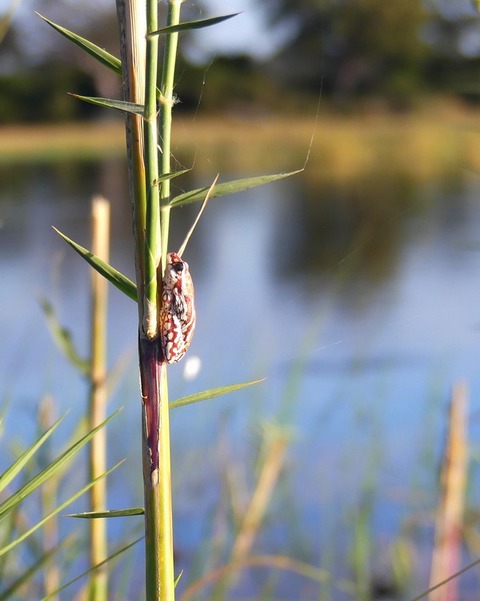 small red and white frog clings to a reed grass against a backdrop of blue water in the Okavango DElta Botswana