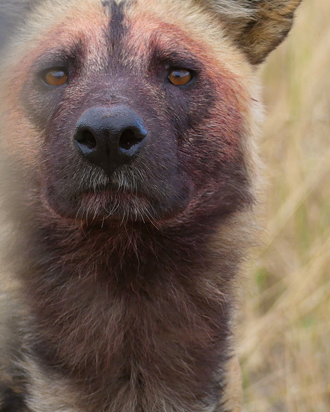 close-up pic of the face of an african wild dog in the okavango delta, with blood stains on its face from eating prey