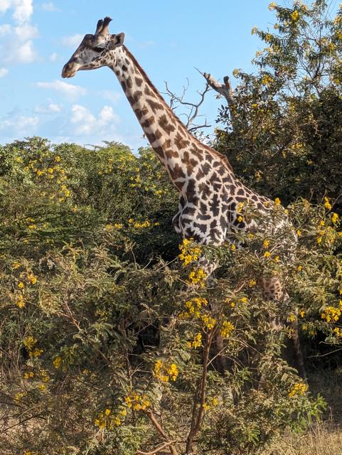 A giraffe seen during a game drive on a luxury safari from Roho ya Selous Camp in Nyerere National Park (the Selous) Tanzania
