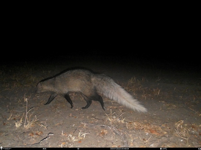 White-tailed mongoose spotted during a night drive while on a luxury safari at Usangu Expedition Camp in Ruaha National Park Tanzania