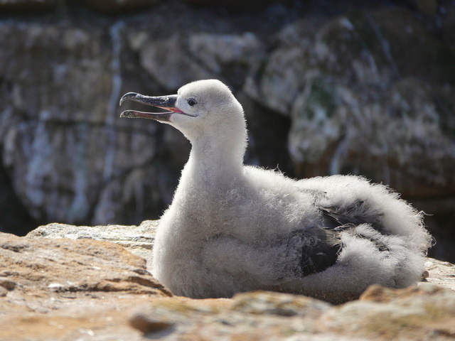 A large, fuzzy Southern Albatross chick sitting on a nest in the Falkland Islands