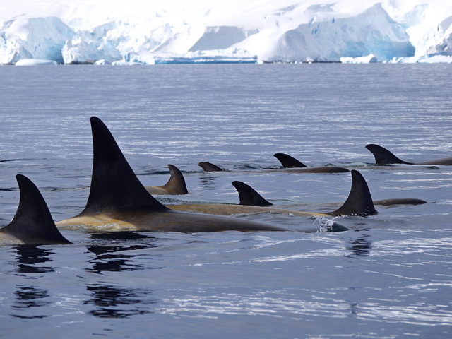 eight orca dorsal fins of varying sizes sticking out of the waters of Antarctica