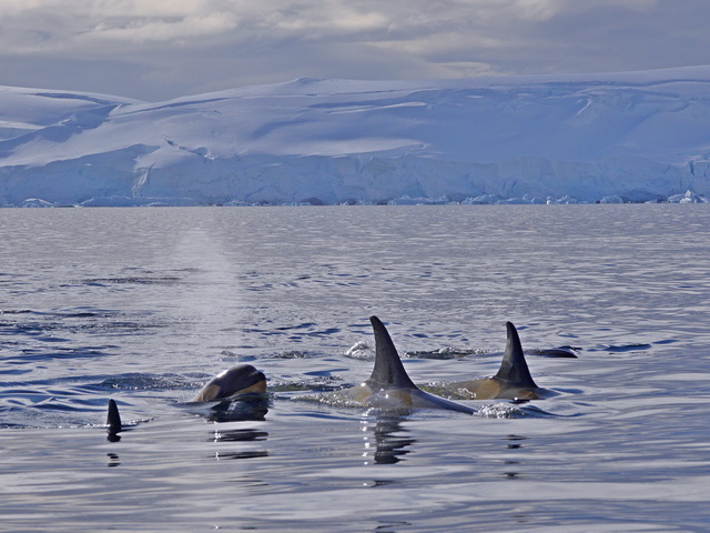 a baby orca surfacing to breathe in Antarctica, with three larger whale fins visible next to it