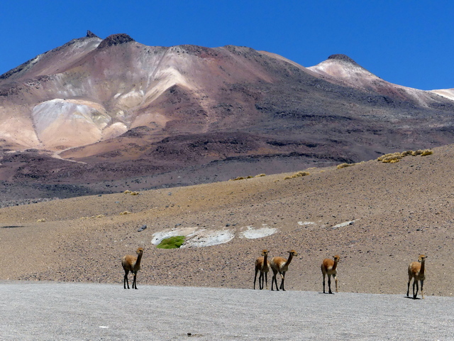 vicunas in front of a volcano