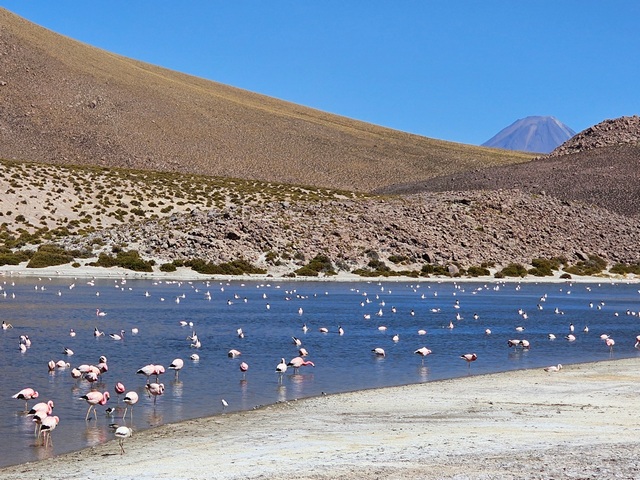 dozens of flamingos in a high-altitude lake in Chile's Atacama